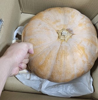 '한숟갈' 11월 1차 활동보고 - 늙은호박전 만들기